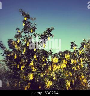 Laburnum albero in piena fioritura, Hampshire, Inghilterra, Regno Unito. Foto Stock