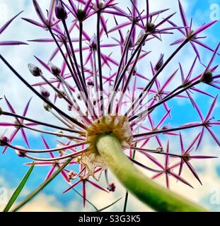 Una fotografia ravvicinata di un fiore di allio dal basso che guarda verso un cielo estivo blu Foto Stock