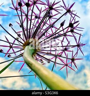 Una fotografia ravvicinata di un fiore di allio dal basso che guarda verso un cielo estivo blu Foto Stock