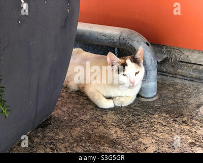 Un gatto randagio di Cipro. I gatti sono stati sull'isola per migliaia di anni, ma la popolazione di gatti randagi supera la popolazione umana dell'isola. Molti volontari nutrono alcuni dei gatti. Foto Stock