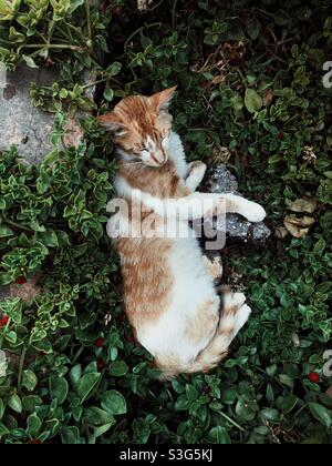 Gatto randagio che dorme all'aperto tra verde fogliame mentre si appoggia su un pezzo di asfalto Foto Stock