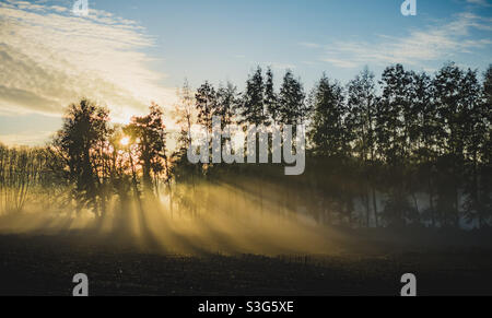 Impostazione del sole con raggi brillanti che cadono attraverso gli alberi Foto Stock