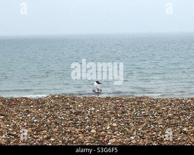 Seagull in piedi su una gamba sulla spiaggia di ciottoli Foto Stock