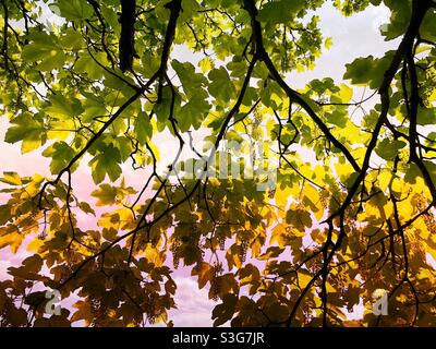 Rami su un albero di sycamore all'inizio dell'estate Foto Stock