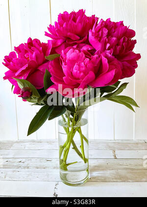 Peonie rosse rosa scuro in vaso di vetro. Foto Stock