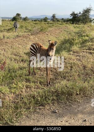 Baby Zebra pascolo lungo la strada nella Riserva Nazionale del Lago Nakuru, Nairobi, Kenya, Africa Foto Stock