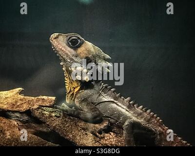 Drago forestale di Boyd (Lophosaurus boydii) Brisbane, Australia Foto Stock