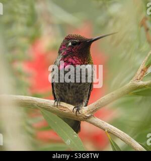 Il colibrì di Anna maschile arroccato su un ramo. Foto Stock