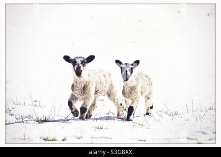 Coppia di agnelli giovani nella neve in una giornata di sole nel Nord Yorkshire, Inghilterra, Regno Unito Foto Stock