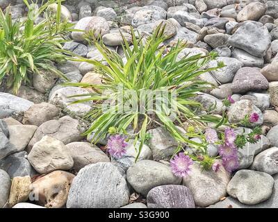 Stokesia fiorisce in un giardino di roccia Foto Stock