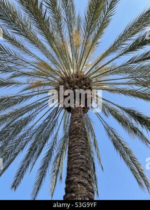Vista prospettica che guarda su una grande palma con sfondo blu del cielo Foto Stock
