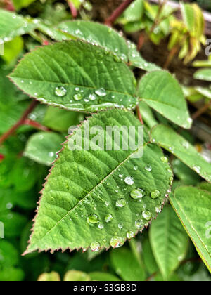 Le goccioline di acqua sulle foglie Foto Stock