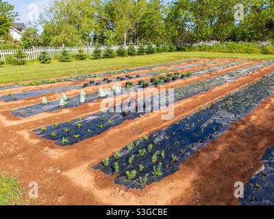 Pacciame di plastica nero usato per controllare le erbacce posate nel giardino. Foto Stock