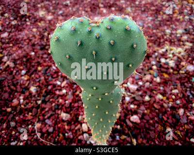 Cactus di pera prickly a forma di cuore. Foto Stock