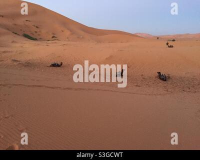 Cammelli riposanti tra le dune del deserto del Sahara, Marocco