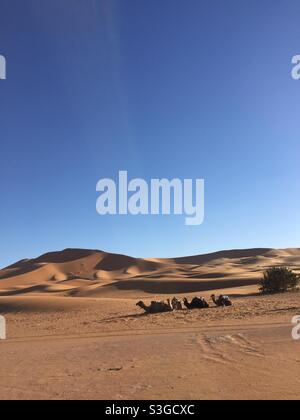 Cammelli riposanti tra dune di sabbia del deserto del Sahara, Marocco, Africa