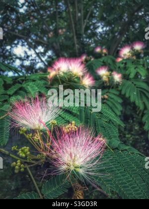 Mimosa albero fiorisce Foto Stock