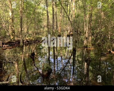 Le acque paludose che riflettono gli alberi nella Riserva Nazionale di Big Thicket in Texas Foto Stock