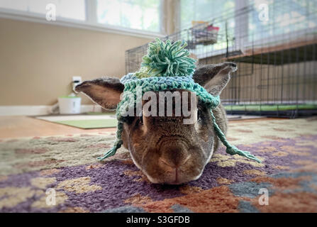 Il bunny del PET indossa il cappello del beanie crocheted domestico. Foto Stock