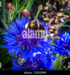 Un bumblebee impollinante un fiore di mais fiorito Foto Stock