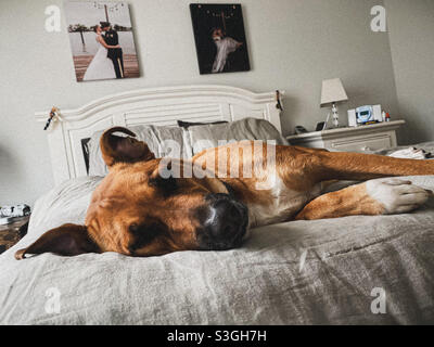 La posa del cane sul letto Foto Stock