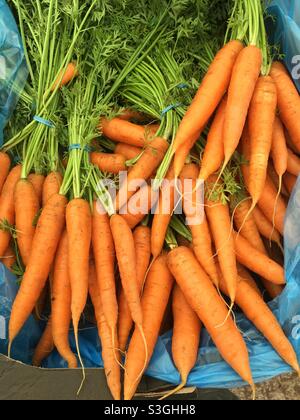 Mazzi di carote biologiche britanniche raccolte di recente pronti per la vendita Foto Stock