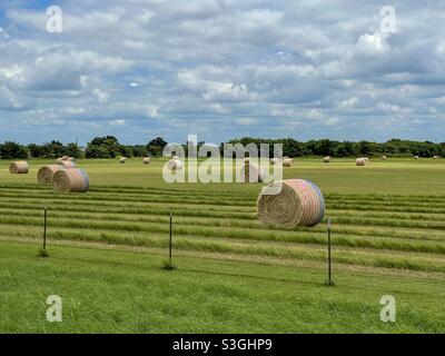 Balle di fieno bianche e blu rosse allineate in un grande campo di campagna verde appena falciato. Foto Stock