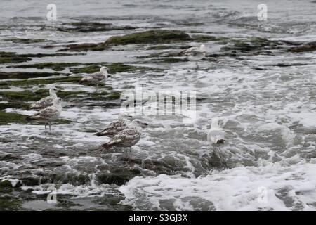 Gabbiani in piedi su rocce in mare Foto Stock