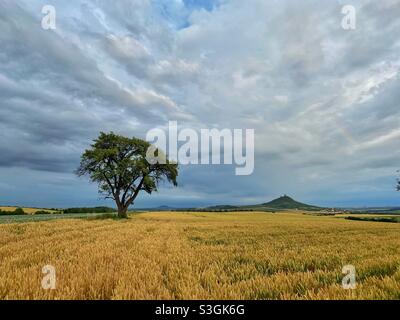 Lonely Tree e Castello di Hazmburk prima di una forte tempesta, Repubblica Ceca Foto Stock