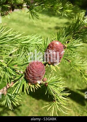 Due coni di pino che crescono su un albero di pino Foto Stock