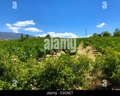 Vigneto vicino Limassol, Cipro Foto Stock