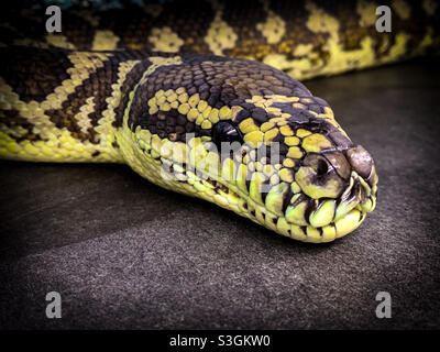 Darwin Carpet Python, Morelia spilota variegata, python tappeto nord, primo piano della testa mostrano bei colori giallo e marrone Foto Stock