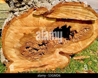 Doppio tronco di albero, danni da termite Foto Stock