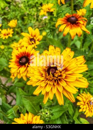 rudbeckia a doppia fioritura in giardino. Foto Stock