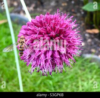Hover volare su un allium fiore Foto Stock