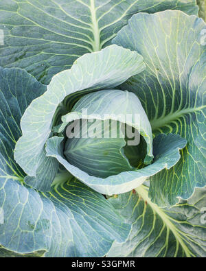 Giovane pianta di cavolo che comincia a testa in su. Foto Stock