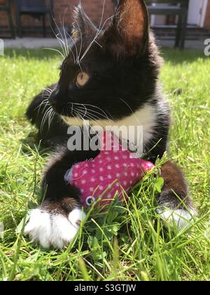 Cilla il gatto godendo il sole con il suo giocattolo di catnip preferito Foto Stock