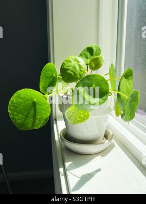 Una pianta di Pilea peperomioides su un davanzale. Foto Stock