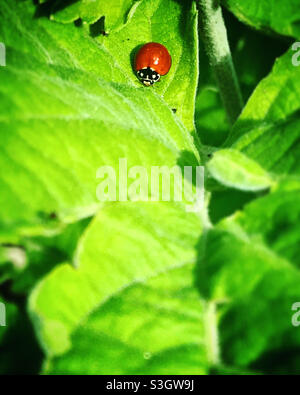 Un ladybug rosso si trova su una foglia verde in una foresta in Messico Foto Stock