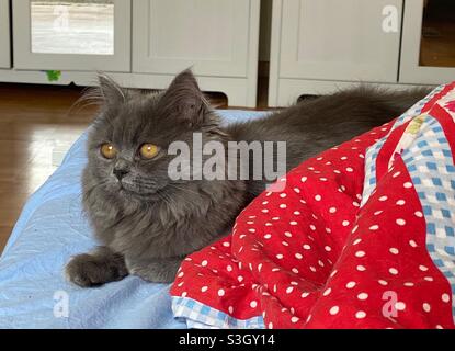 Gattino persiano blu di 6 mesi che riposa nel letto umano. Foto Stock