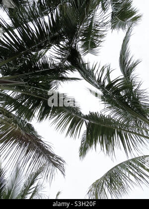 Basso angolo vista delle palme Foto Stock