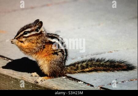 Chippmunk a coda rossa, piccoli roditori che si trovano nelle regioni montane e subalpini dell'Alberta sud-occidentale, Canada. Foto Stock