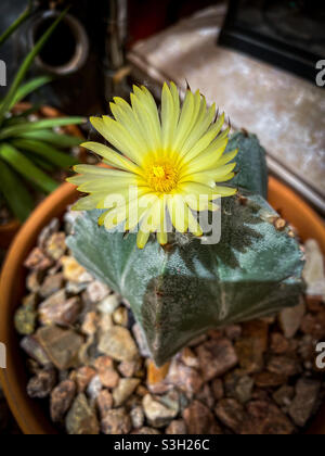 Astrophytum cactus in fiore Foto Stock