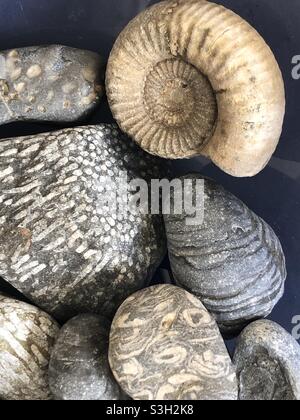 Raccolta di fossili Foto Stock