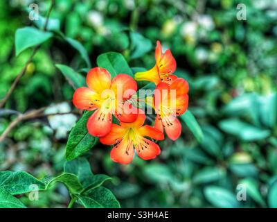 Fiori gialli e arancioni al Gardens by the Bay, Singapore Foto Stock