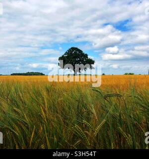 Una cornice di raccolto quadrata di un campo di grano dorato o di orzo nella campagna con un albero soluto in lontananza Foto Stock