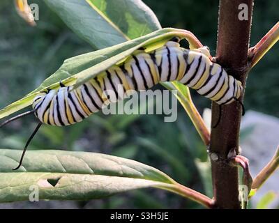 La Monarch bruco su milkweed Foto Stock