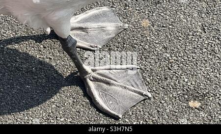 Appena Swans piedi webbed Foto Stock