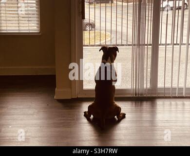 Cucciolo in profondo pensiero. Tranquillo Foto Stock