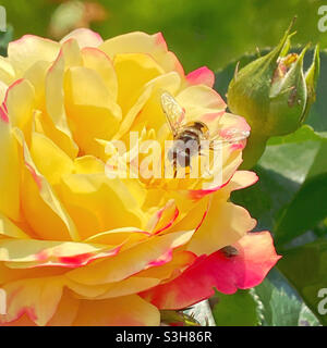 Insetto sulla rosa gialla. Foto Stock